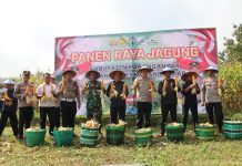 Panen Raya Jagung, Kapolres Karanganyar : Semoga bermanfaat bagi masyarakat