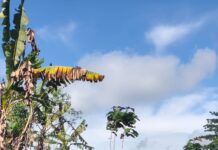 Gotong Royong Petani dan Polsek Jatipuro Dukung Ketahanan Pangan Lewat Penanaman Jagung di Lahan Perhutani