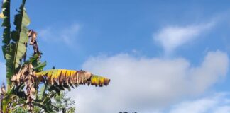 Gotong Royong Petani dan Polsek Jatipuro Dukung Ketahanan Pangan Lewat Penanaman Jagung di Lahan Perhutani