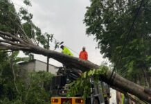 Polres Karanganyar Bersama BPBD Kab. Karanganyar Evakuasi Pohon Tumbang di Banaran Jatiharjo