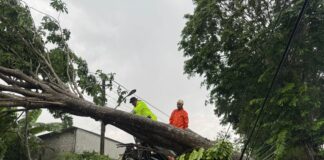 Polres Karanganyar Bersama BPBD Kab. Karanganyar Evakuasi Pohon Tumbang di Banaran Jatiharjo