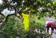 Polsek Colomadu Sigap Evakuasi Pohon Tumbang Akibat Hujan dan Angin Kencang