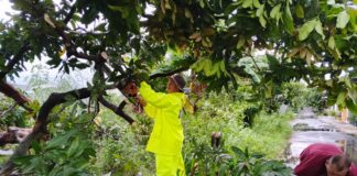 Polsek Colomadu Sigap Evakuasi Pohon Tumbang Akibat Hujan dan Angin Kencang