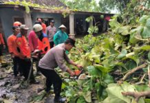 Akses Jalan Sempat Tertutup, Polisi dan Warga Evakuasi Pohon Tumbang di Kebakkramat