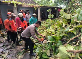 Akses Jalan Sempat Tertutup, Polisi dan Warga Evakuasi Pohon Tumbang di Kebakkramat