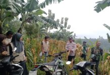 Dukung Ketahanan Pangan, Polsek Kerjo Hadiri Panen Jagung Kuartal IV di Desa Sumberejo